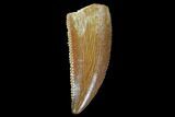 Serrated, Raptor Tooth - Real Dinosaur Tooth #90025-1